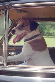 Enzo the Dog